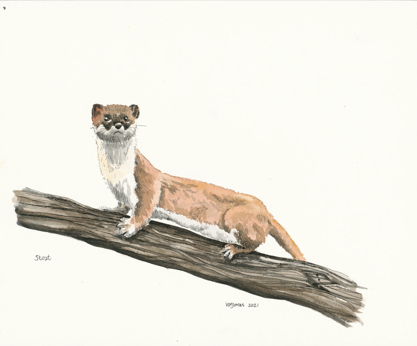 Stoat - art print