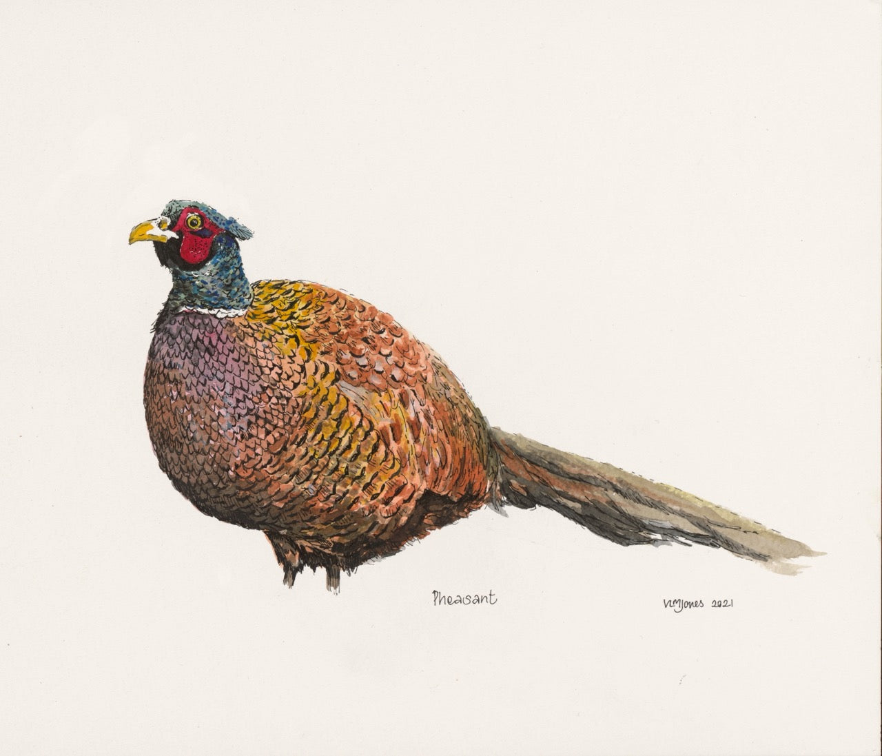 Pheasant - art print